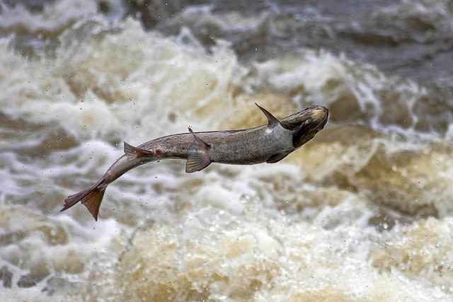 salmon spawning
